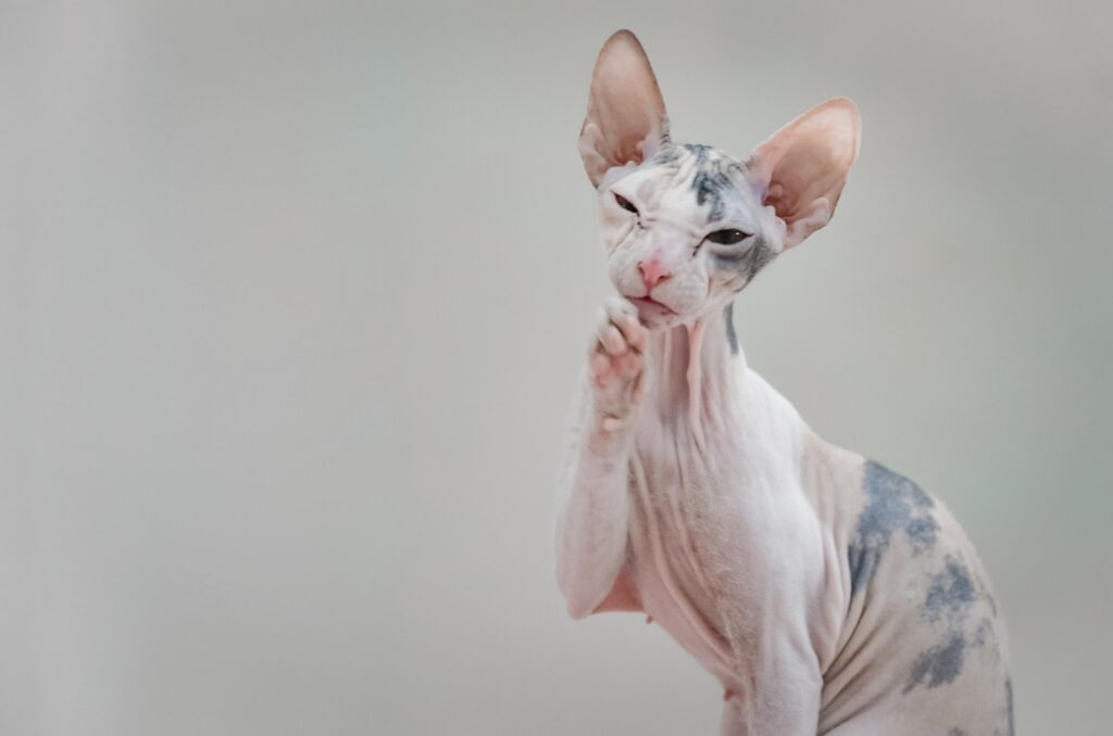 gato egípcio