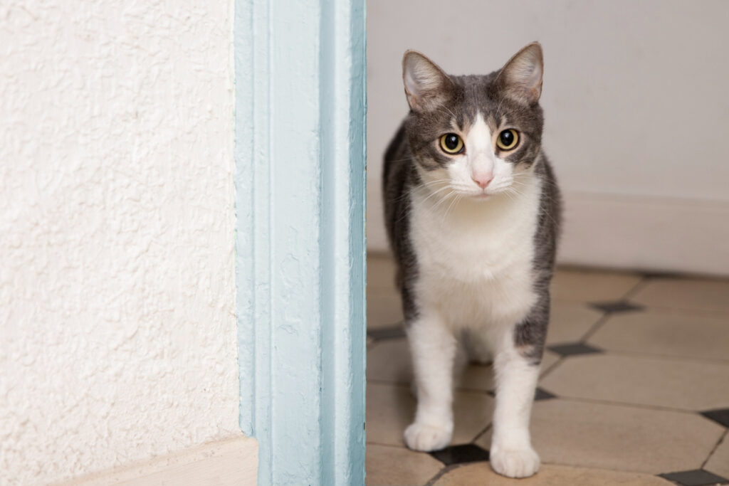 Por que os gatos nos encaram tanto
