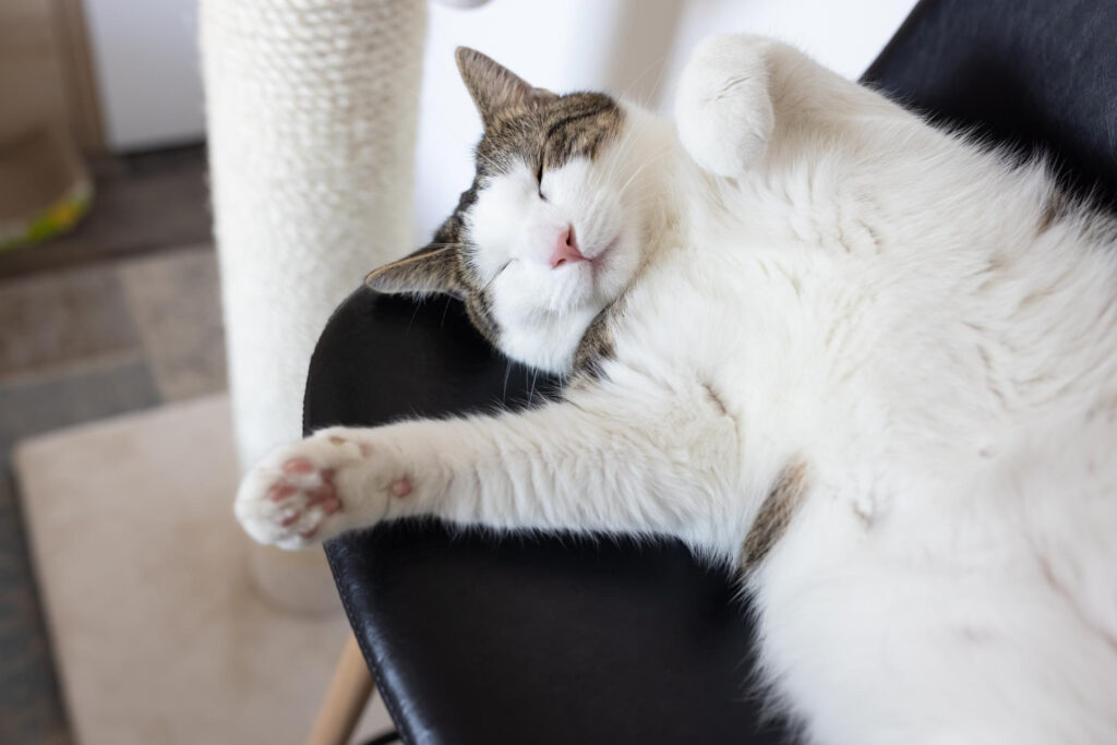 Como saber se o seu gato está obeso