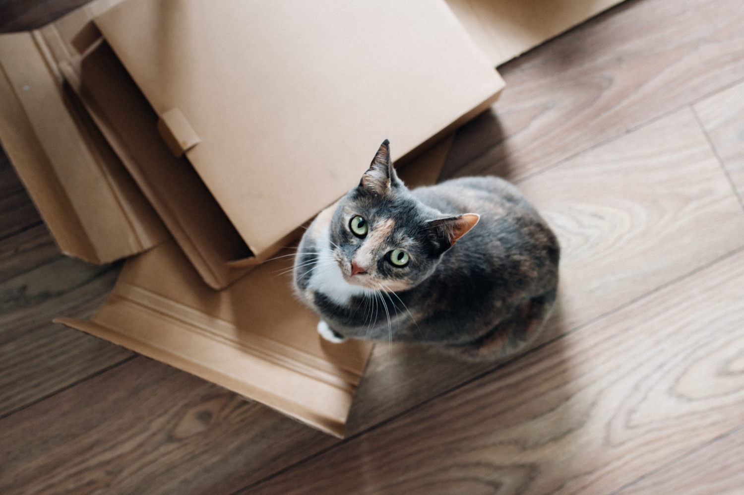 Veja como alegrar o seu gato apenas com a ajuda de uma caixa de papelão