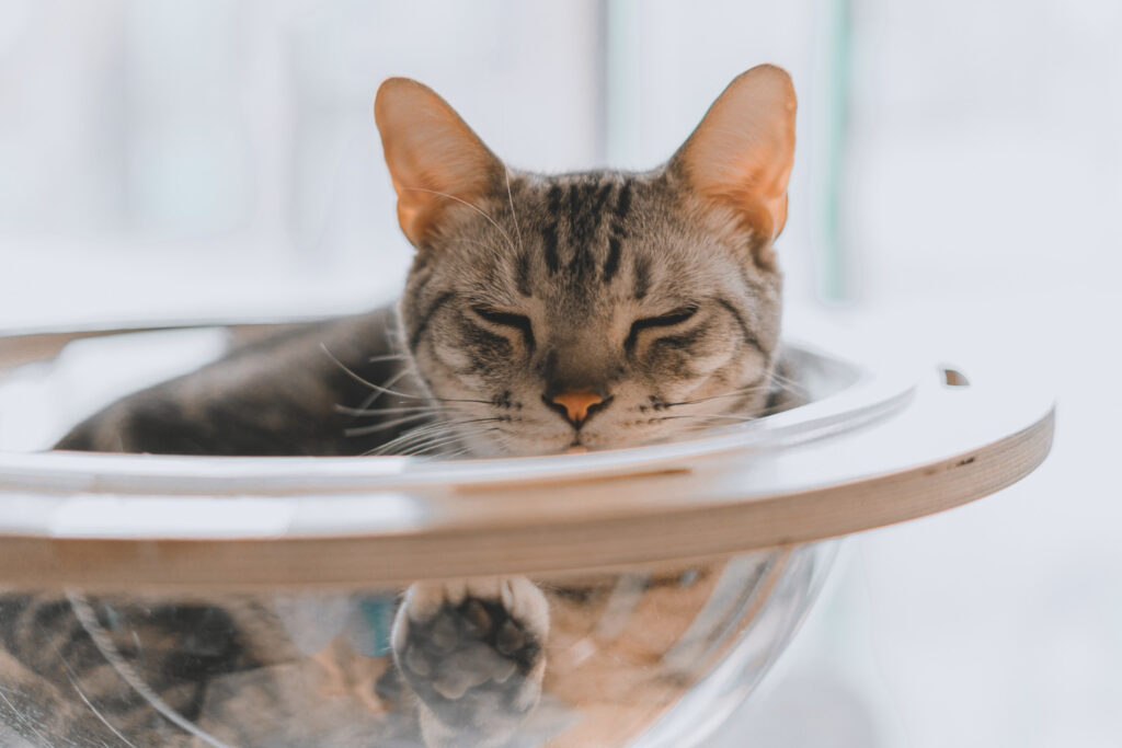 Gatos caseiros: Confira agora as raças que amam ficar em casa