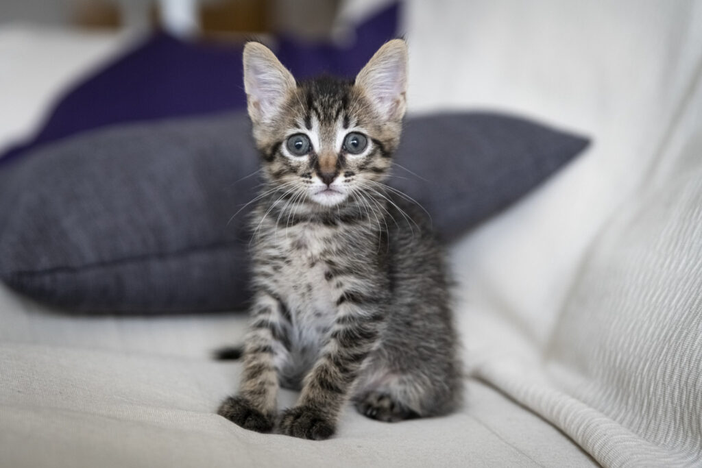 Como tirar pelos de gato do sofá com apenas um objeto?