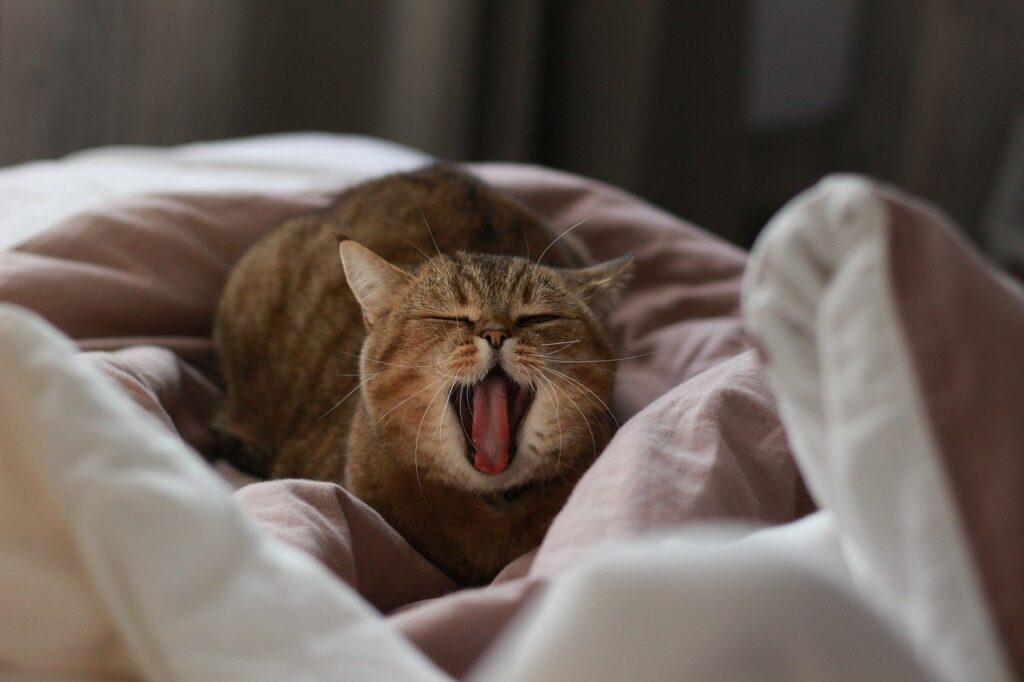 gatos amassando pãozinho