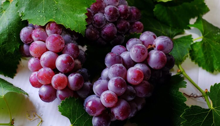 Importância da uva para a saúde.