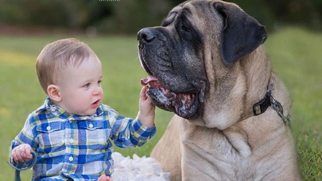 Maiores raças de cachorros: Veja agora quais são.