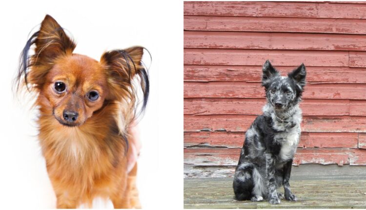Confira agora quais são as duas novas raças de cachorros reconhecidas oficialmente