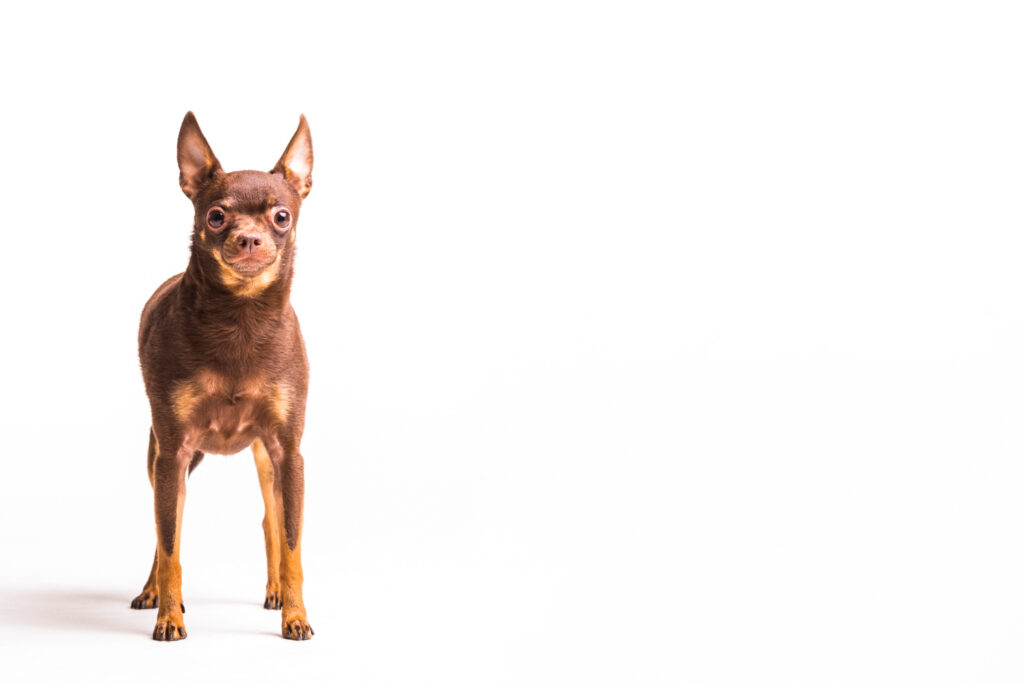 raças de cachorros