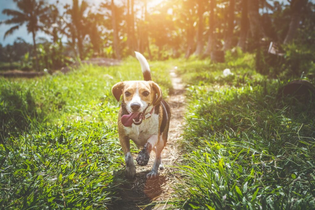 Seu cachorro correndo atrás do próprio rabo.