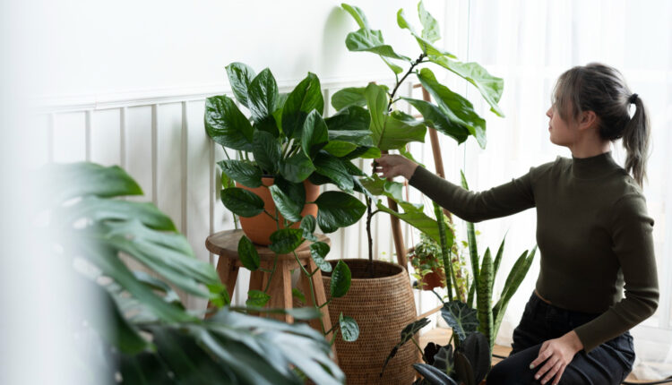5 erros comuns ao cuidar de plantas em casa: Veja como evitar