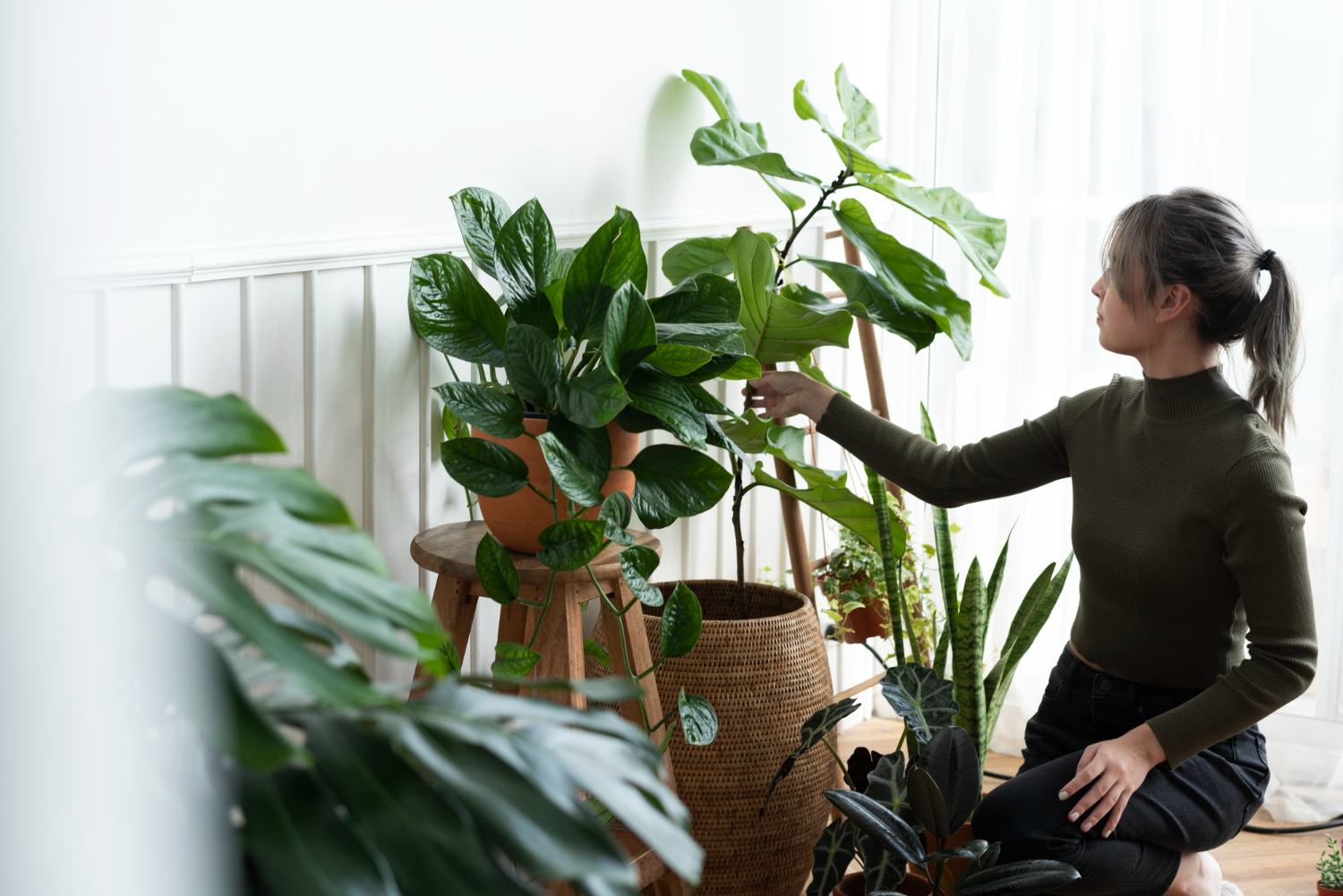 5 erros comuns ao cuidar de plantas em casa: Veja como evitar