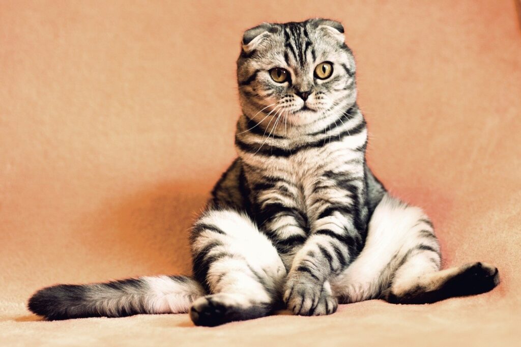 por que os gatos nos encaram