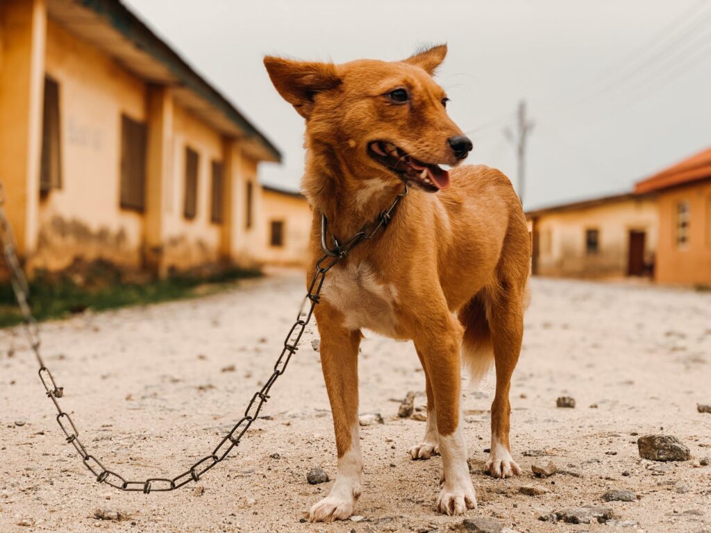 Raça de cachorros mais antigas.