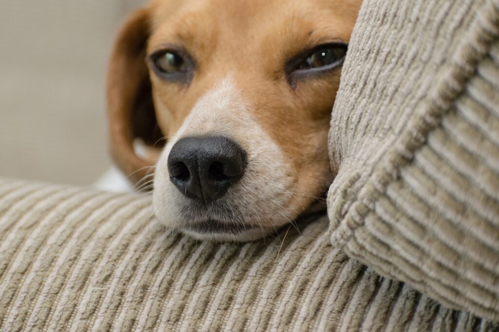raças de cachorro difíceis de adestrar