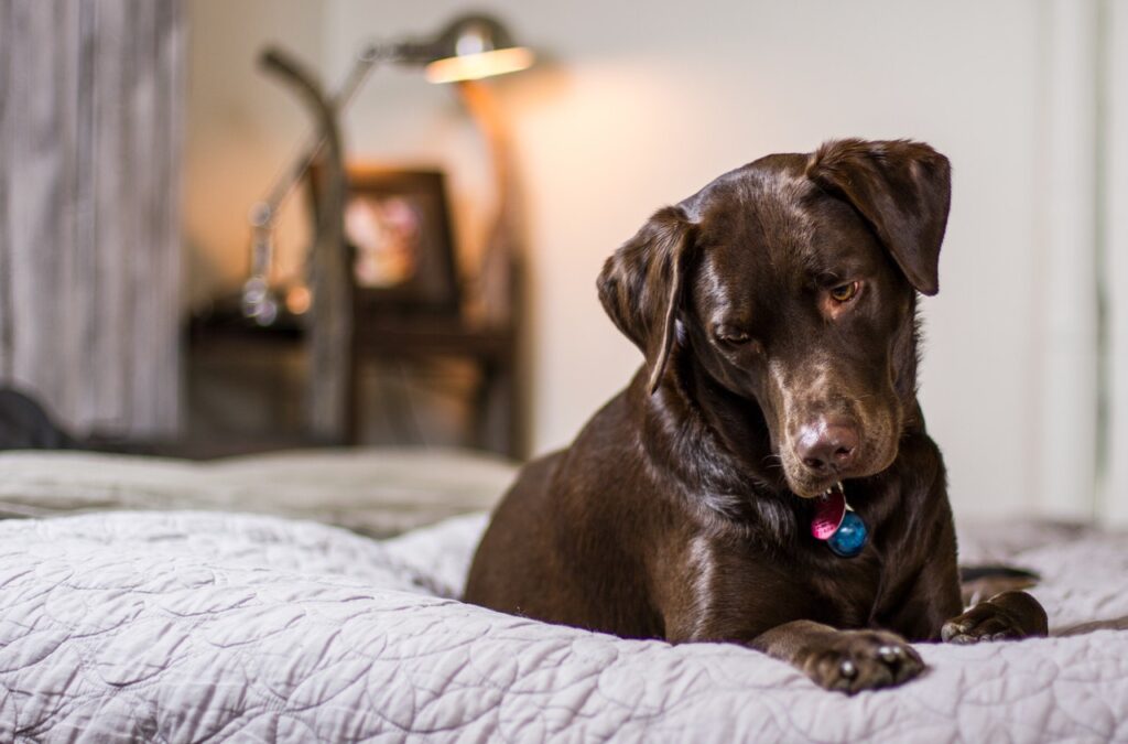 raças de cachorro mais dóceis