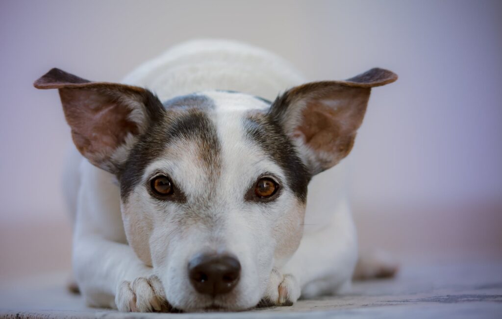 Como castigar o seu cachorro para discipliná-lo