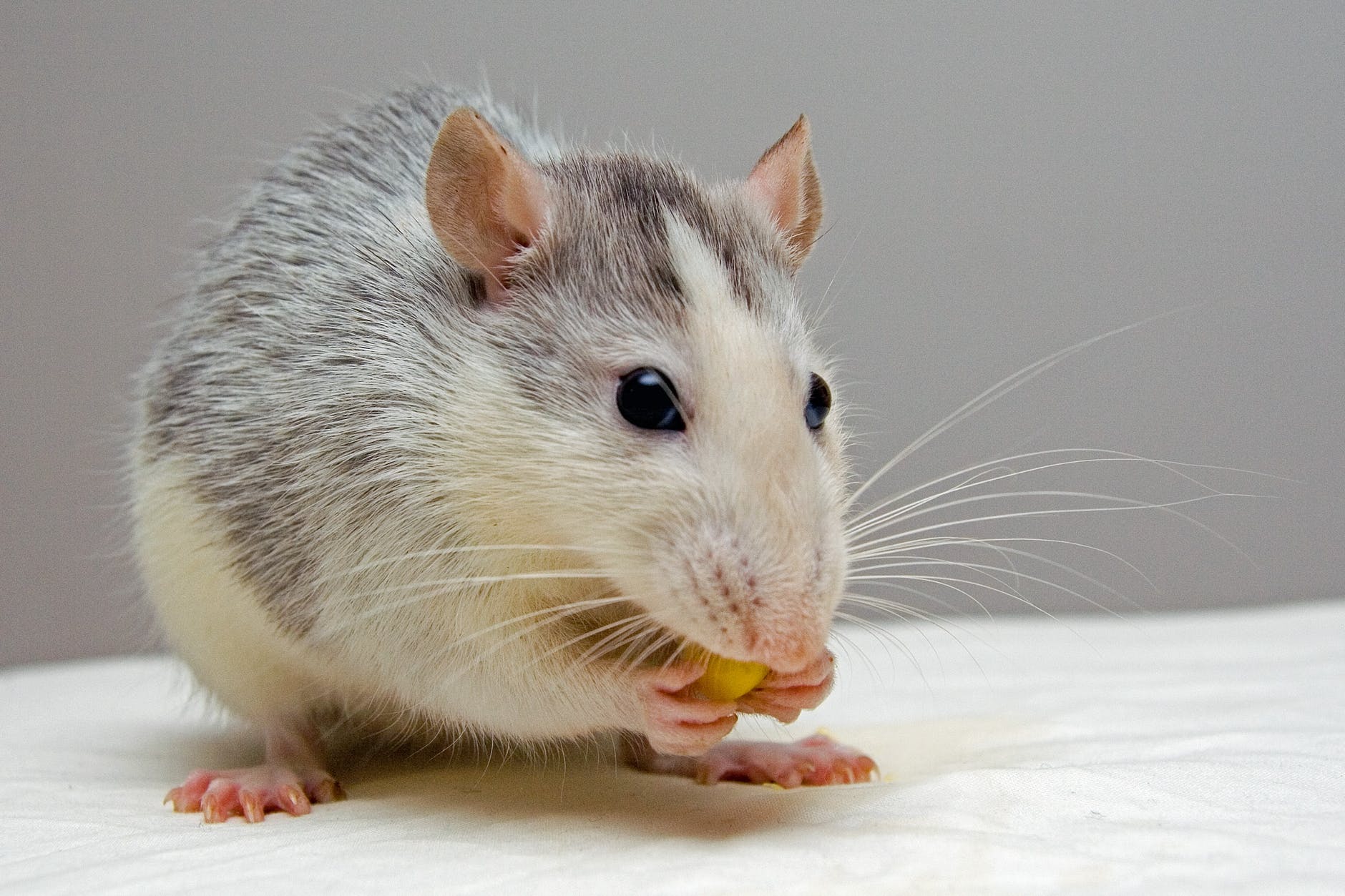 Veja 3 dicas para espantar ratos: Saiba o que eles detestam!