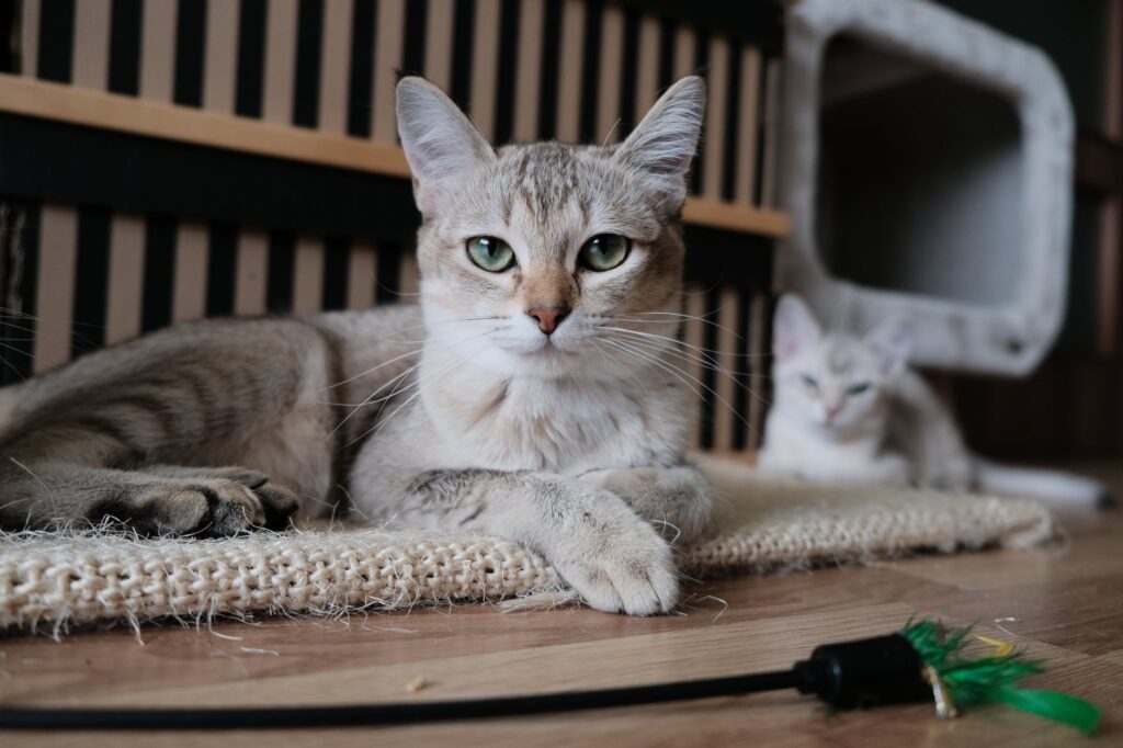 As manias estranhas do gato: por que meu bichano come barata? Saiba mais!