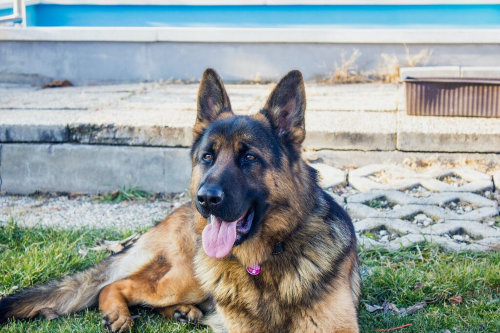 Cães de guarda: confira as 10 melhores raças