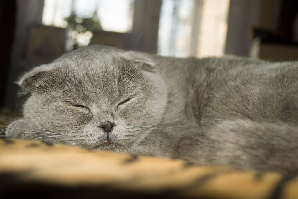 Gatos caseiros: Confira agora as raças amam ficar em casa