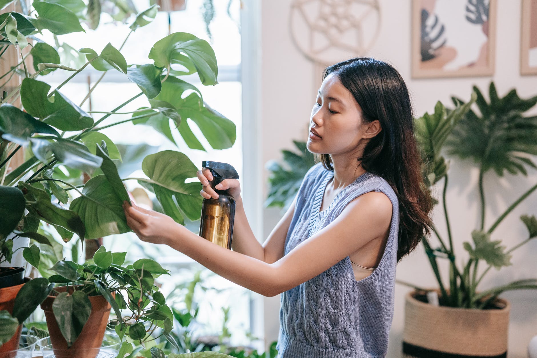 Banho das plantas: Saiba como cuidar da higiene de suas plantas para mantê-las saudáveis e lindas