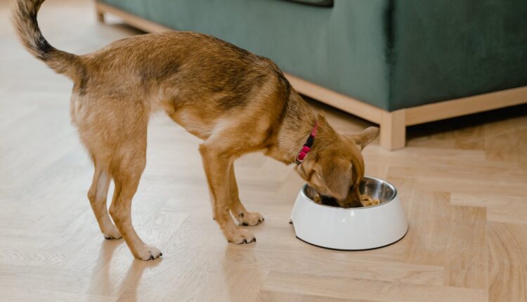 Alimentação natural para cachorros: Veja uma receita de comida caseira para cães