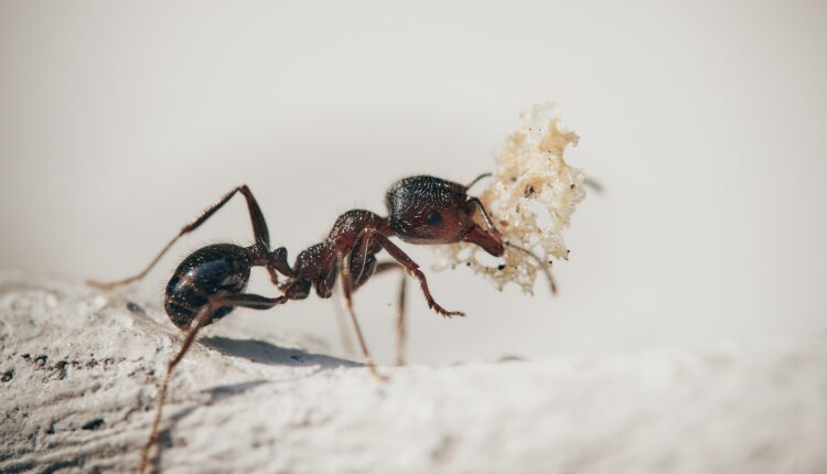 Confira dicas e truques fáceis para evitar e eliminar as formigas da sua casa!