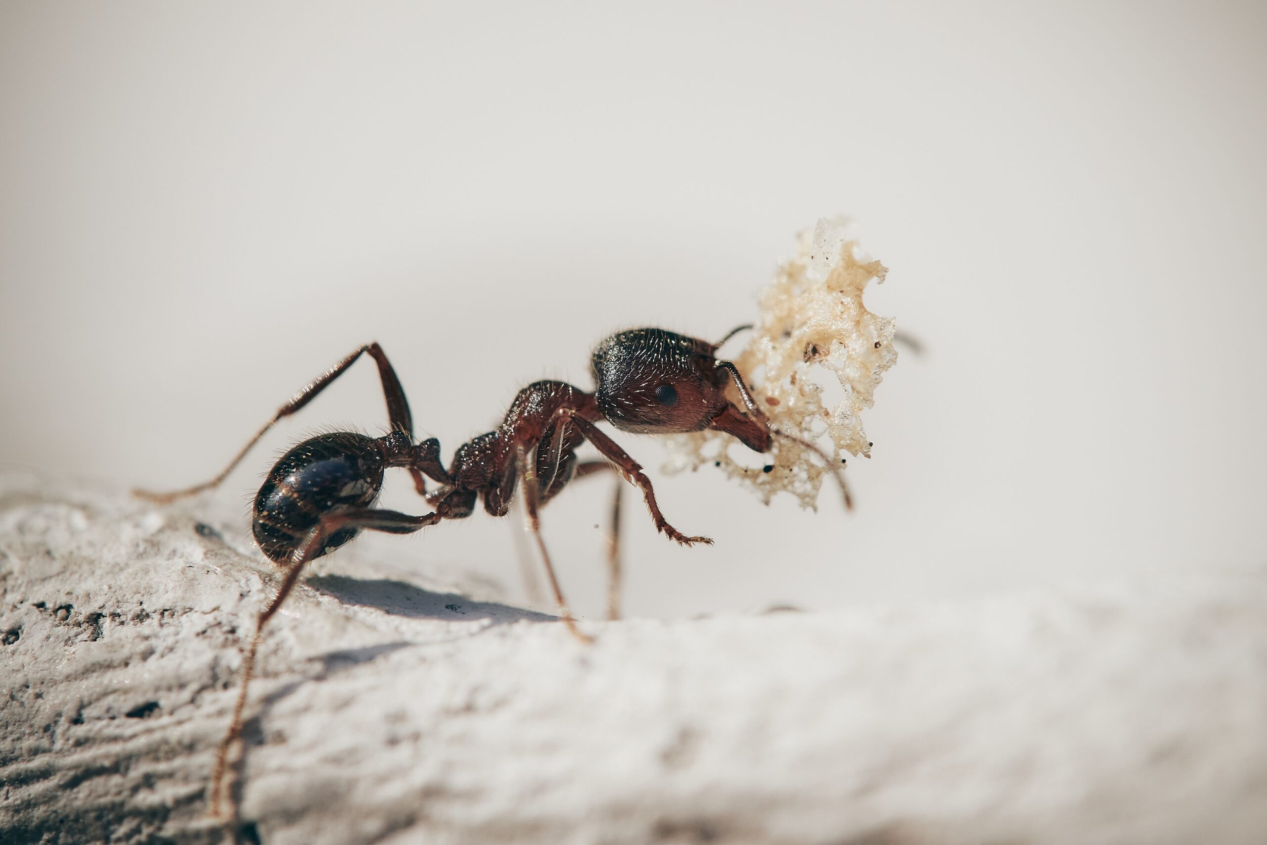 Formigas podem escapar de prisão sem planejamento, aponta pesquisa