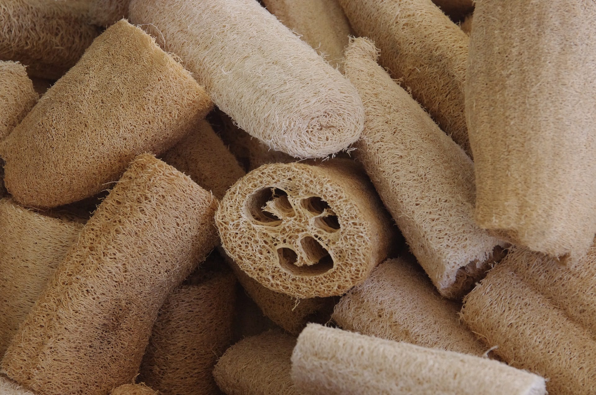 Cultivando bucha vegetal: Aprenda como plantar esse item super funcional em casa