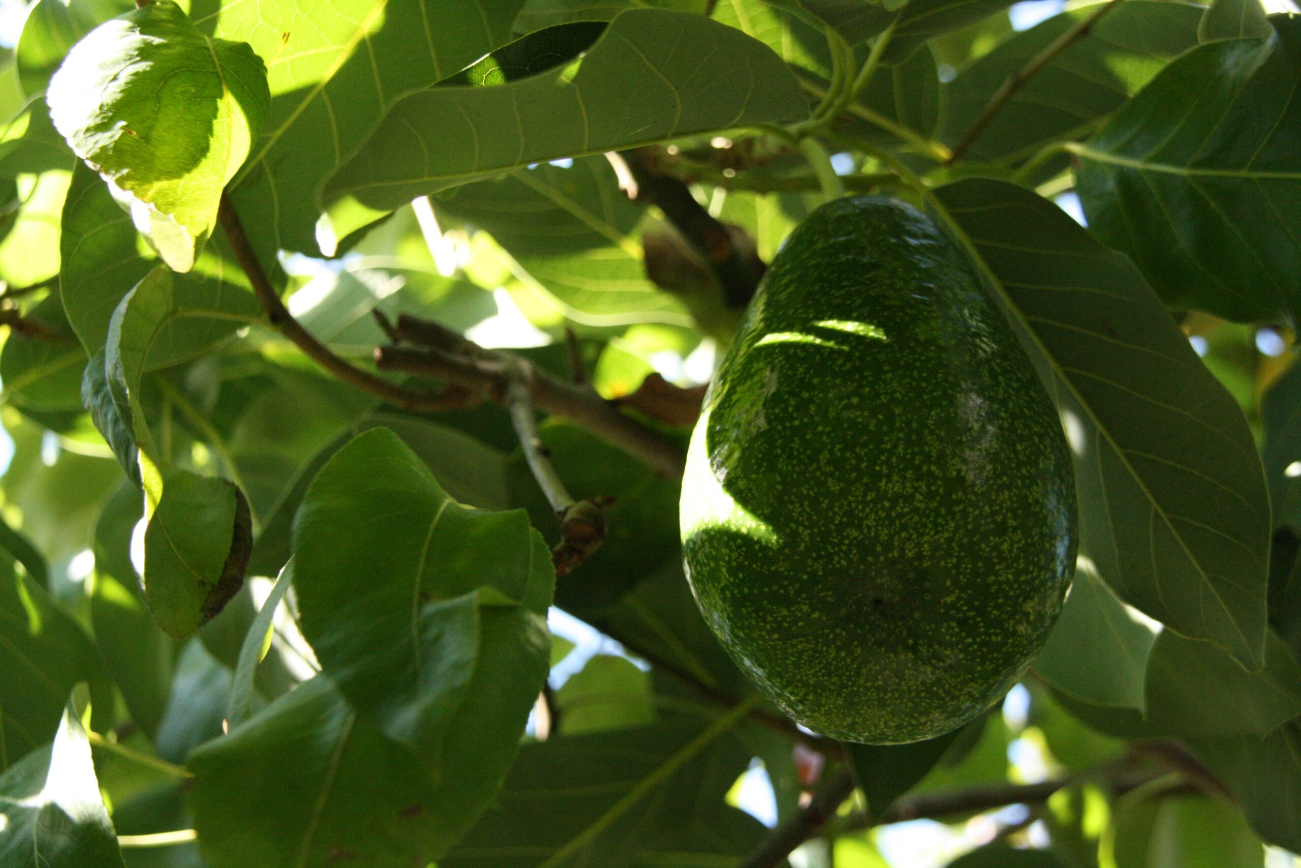 Como aproveitar a folha de abacate e desfrutar dos seus benefícios