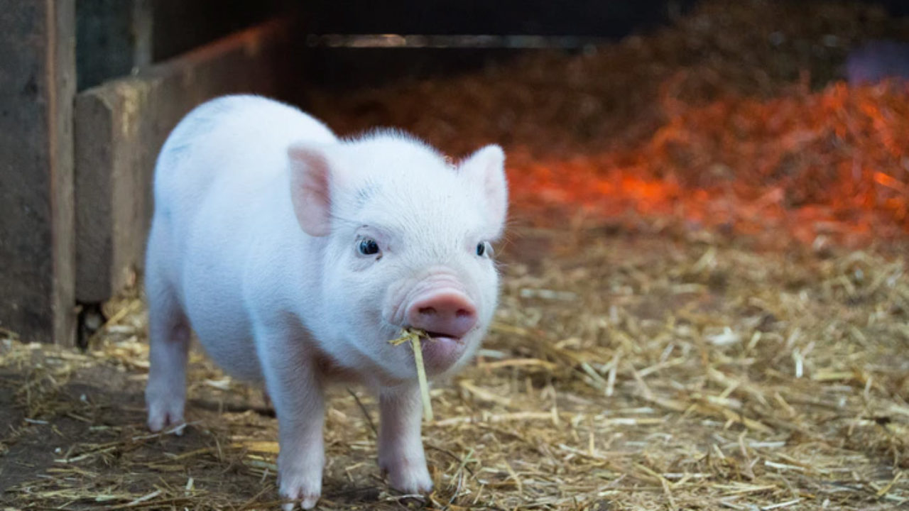Conheça 5 doenças que foram transmitidas de animais para os humanos