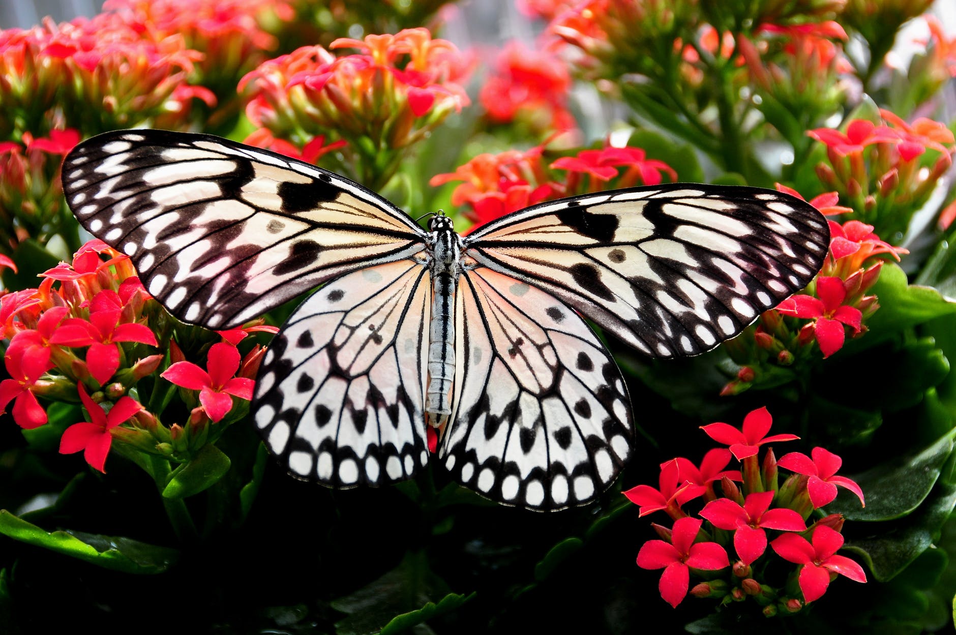 Como atrair borboletas: Veja quais plantas chamam a atenção desses majestosos insetos