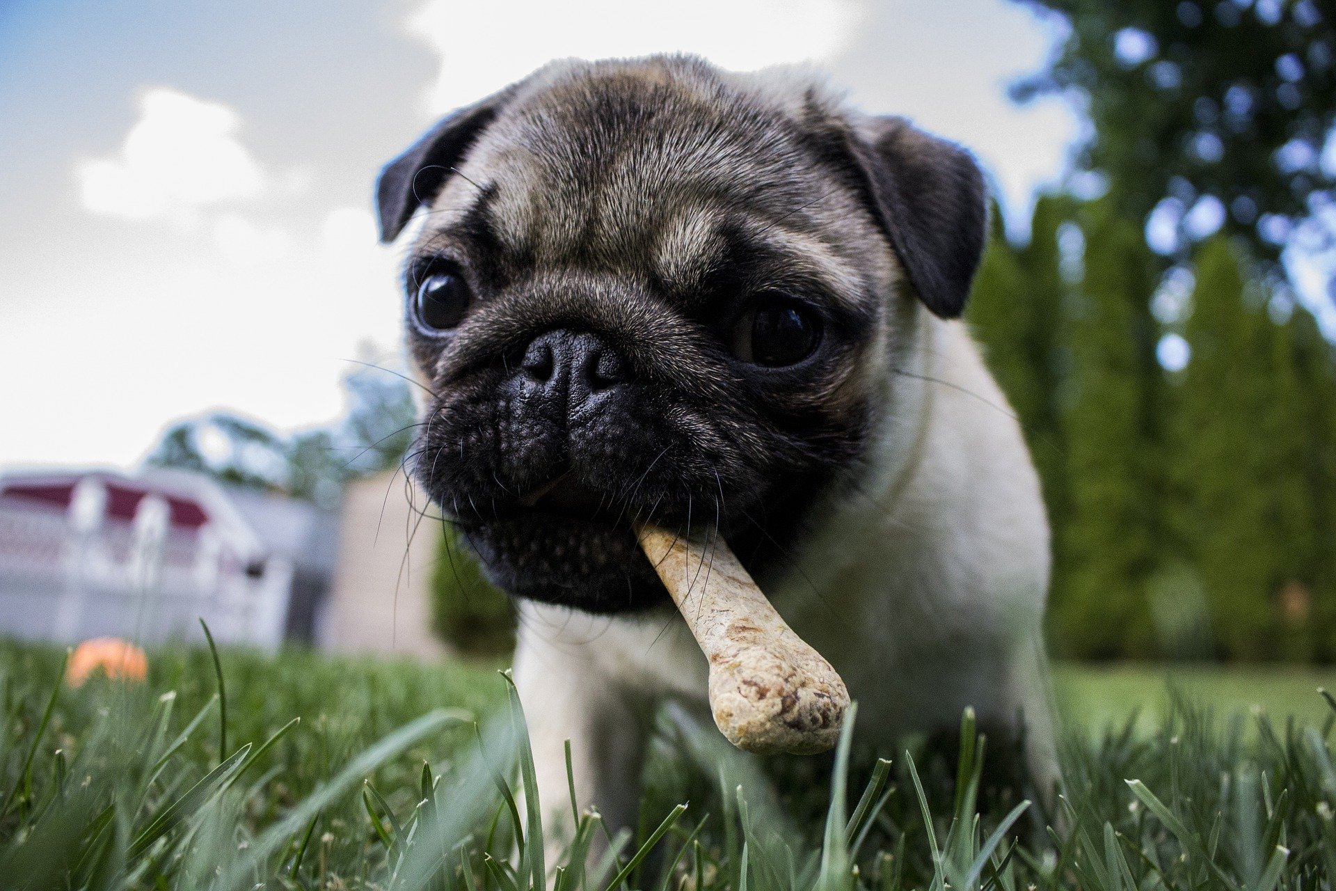 Mito ou verdade: Algumas raças de cachorro comem mais que outras?