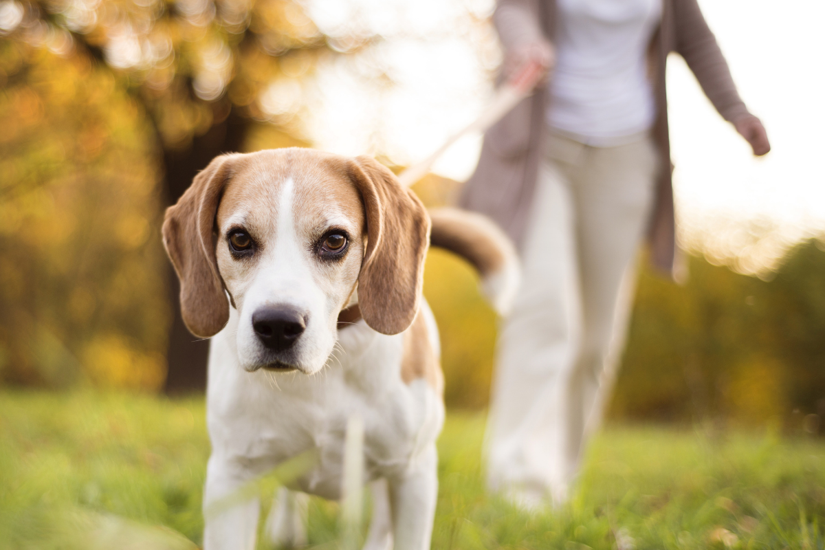 Os benefícios da simples atividade de levar o cãozinho para passear