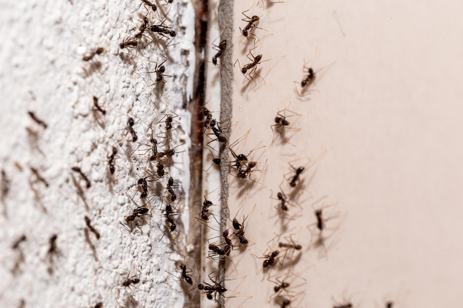 Se livre das formigas de uma vez por todas com esses truques