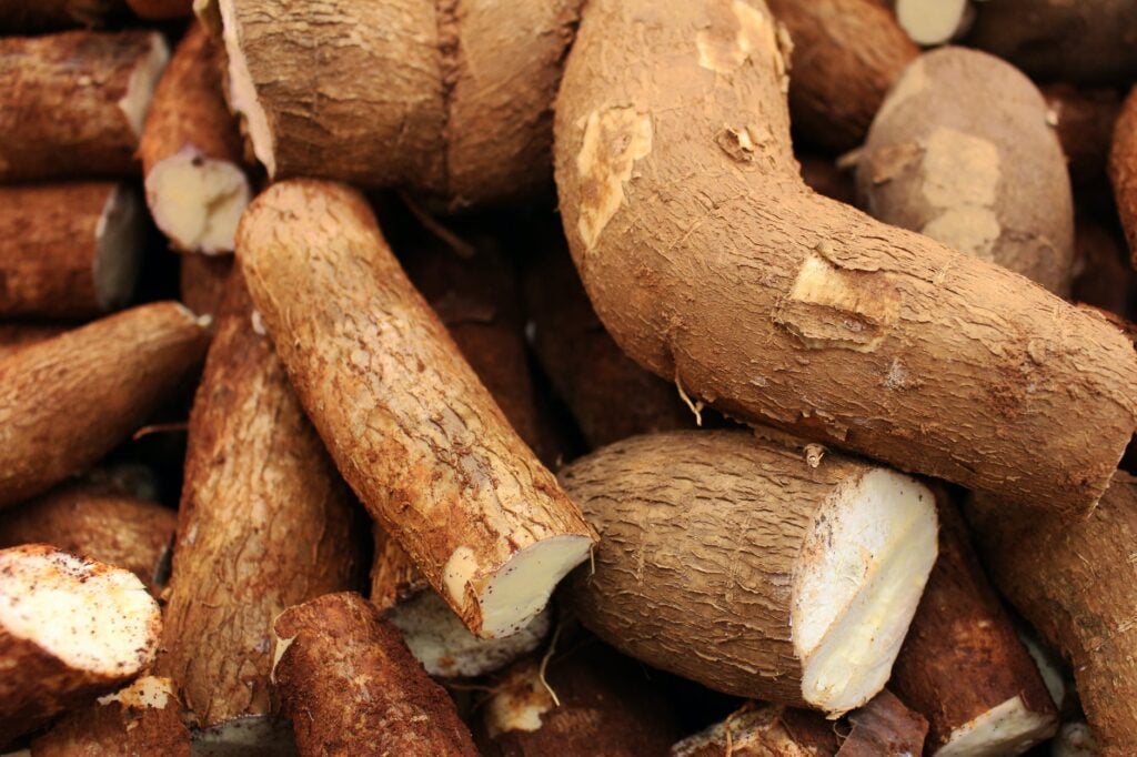 Plantar mandioca: passo a passo simples para que a sua produção cresça saudável e forte!