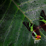 Chrysiridia rhipheus