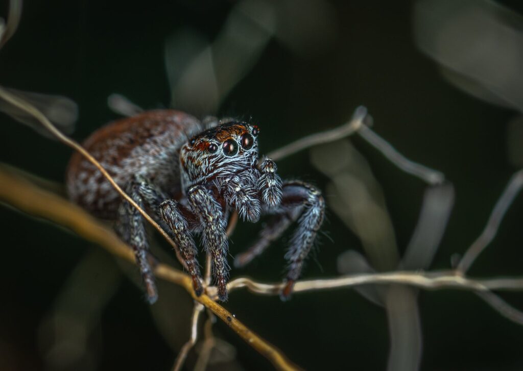 Matar aranhas que aparecem na sua casa é mesmo necessário?