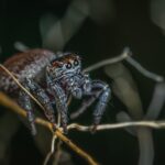 Saiba-porque-não-devemos-matar-as-aranhas!