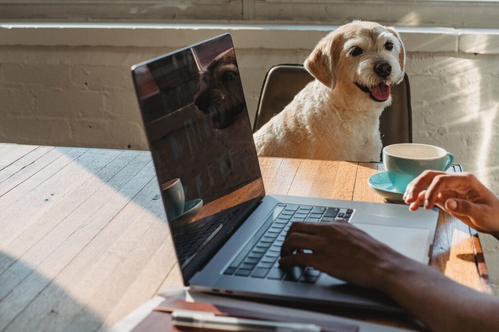 Vaga de emprego oferece oportunidade de trabalho para donos de pets