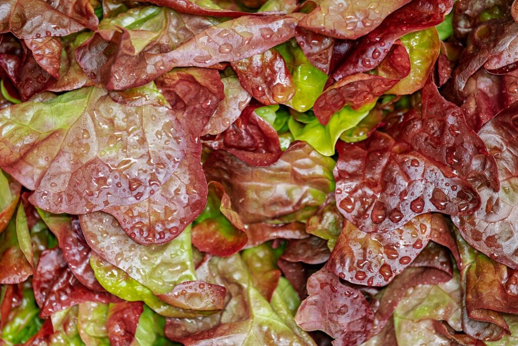 Alface vermelha: Confira os principais benefícios desse vegetal (23/04)