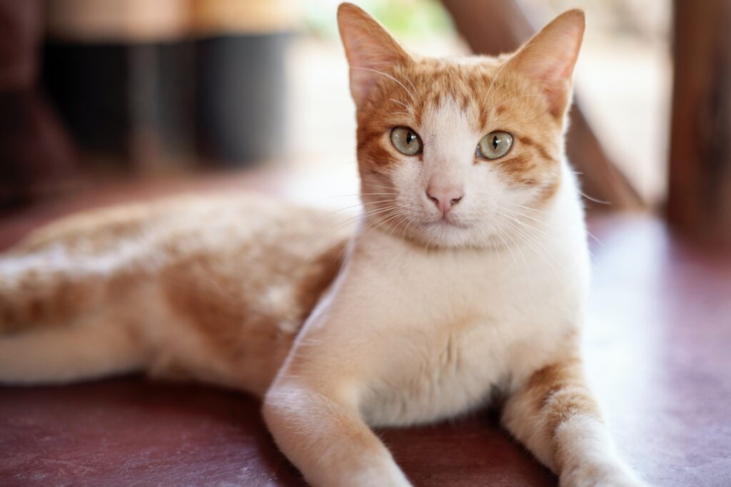 Areia para gatos é prejudicial?, Foto: Pexels.