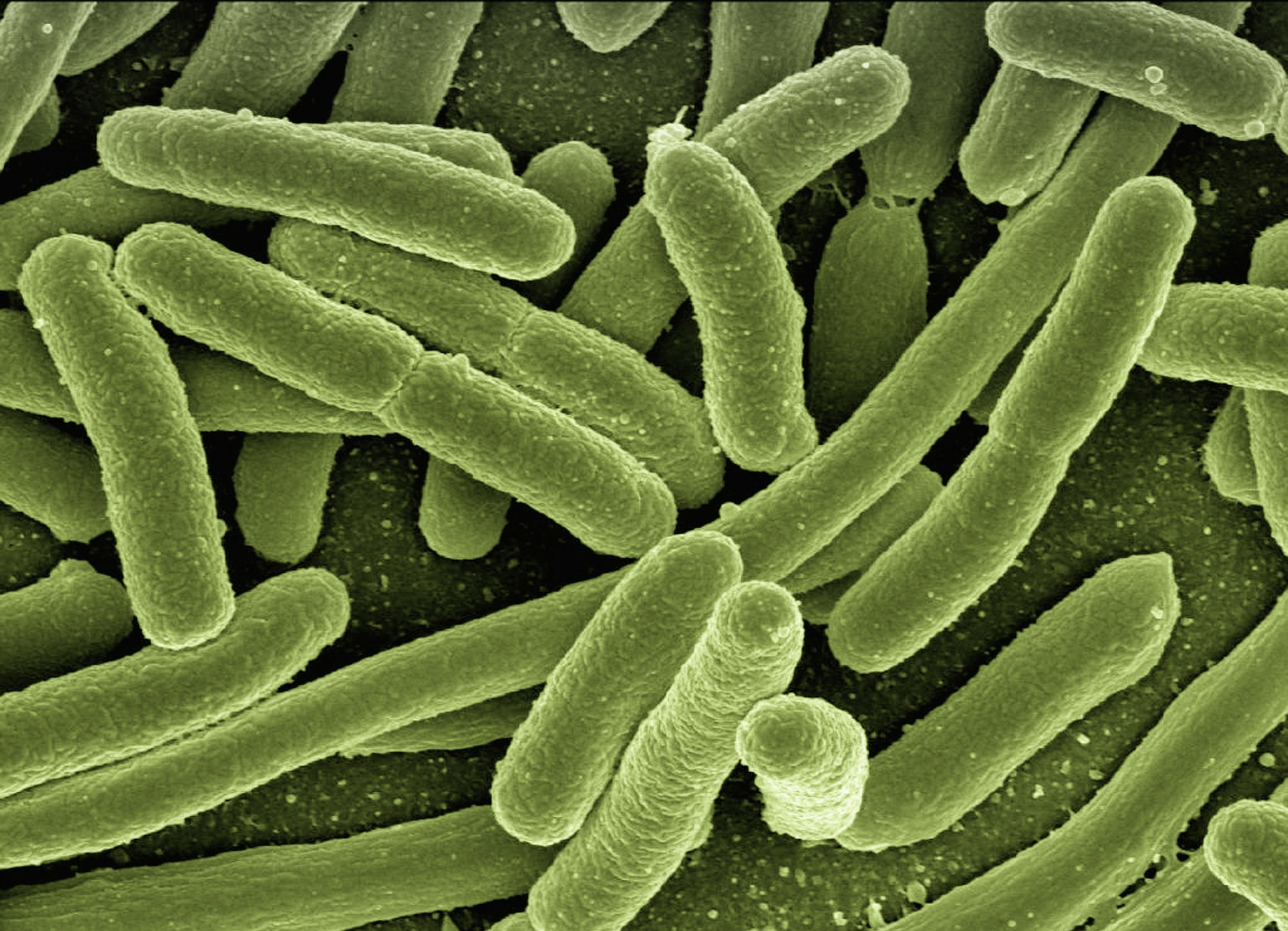 Bactérias no intestino podem “decidir” qual sua comida favorita (22/04)
