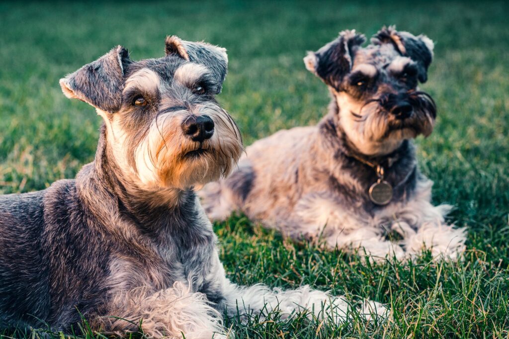 Clonagem de cachorros