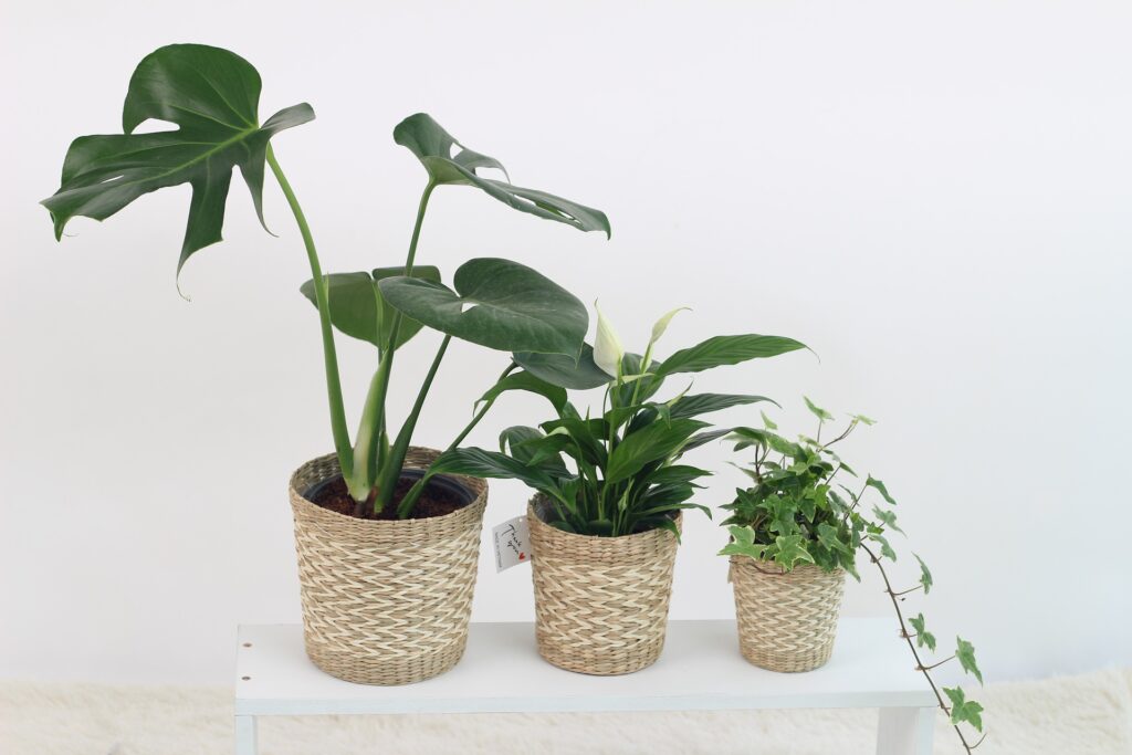 Como manter as plantinhas bem cuidadas ao viajar (13/04)