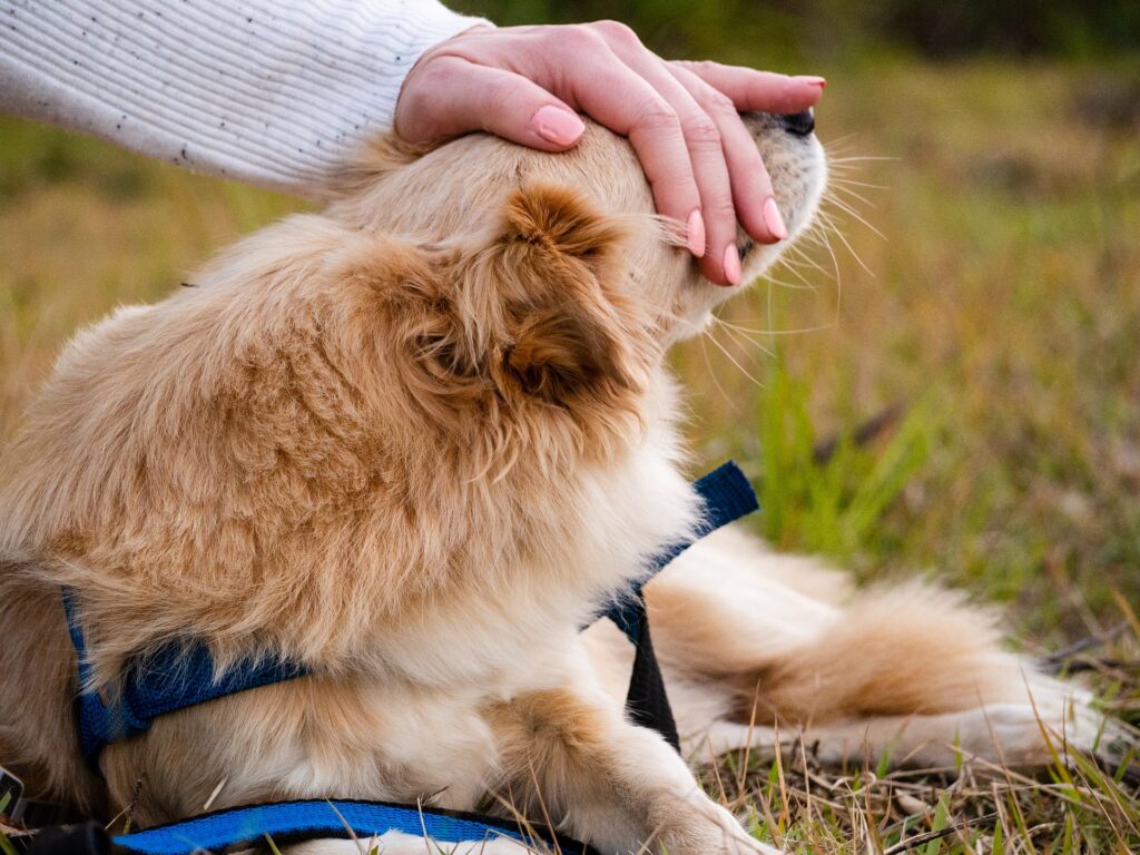 Existe um momento certo para ter um pet? Saiba mais! (14/04)