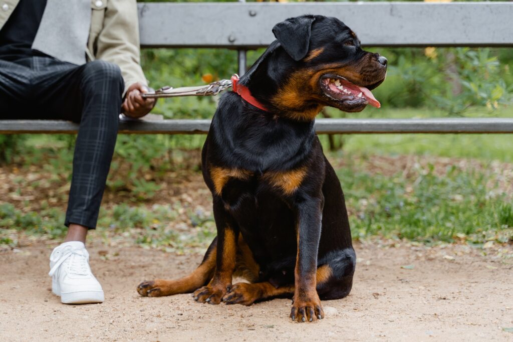 Cães mais caros do Brasil, Foto: Pexels.