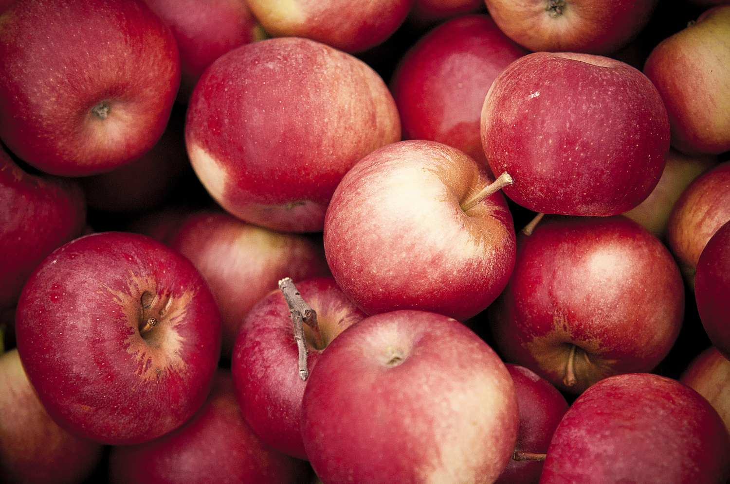 Saiba quais as vantagens de incluir a maçã na sua alimentação