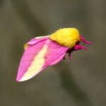 mariposa-rosada