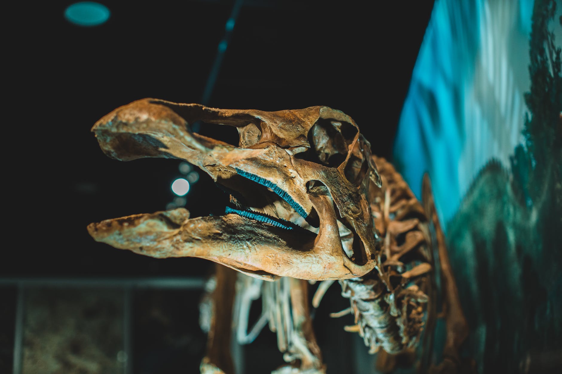 Perna de Tescelossauro foi encontrada nos EUA