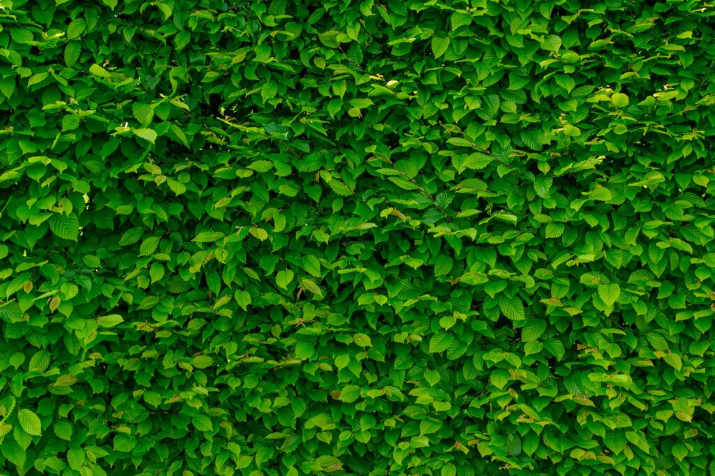 Plantas para o tratamento contra o câncer no futuro